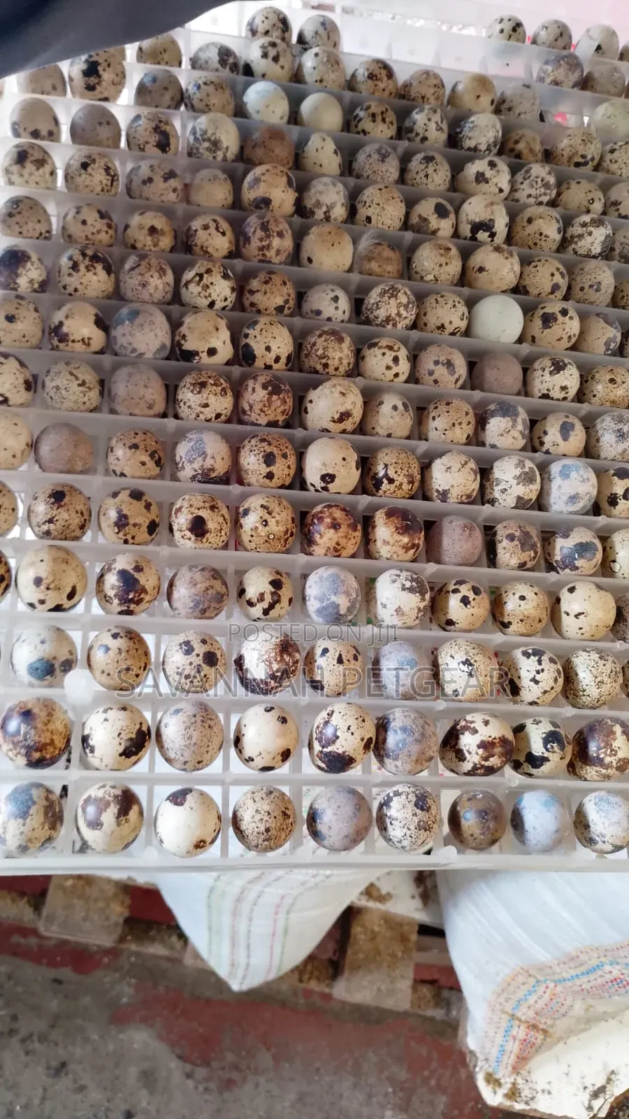 100pcs Batch Fresh, Speckled Quail Eggs for Consumption Incubation