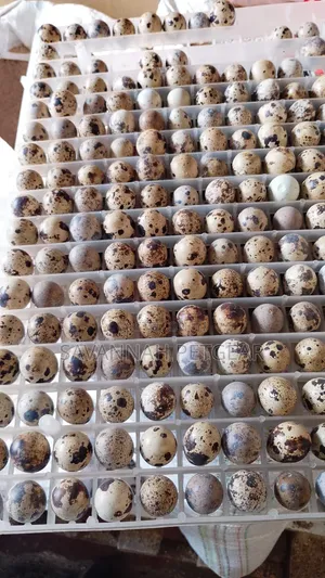 100pcs Batch Fresh, Speckled Quail Eggs for Consumption Incubation