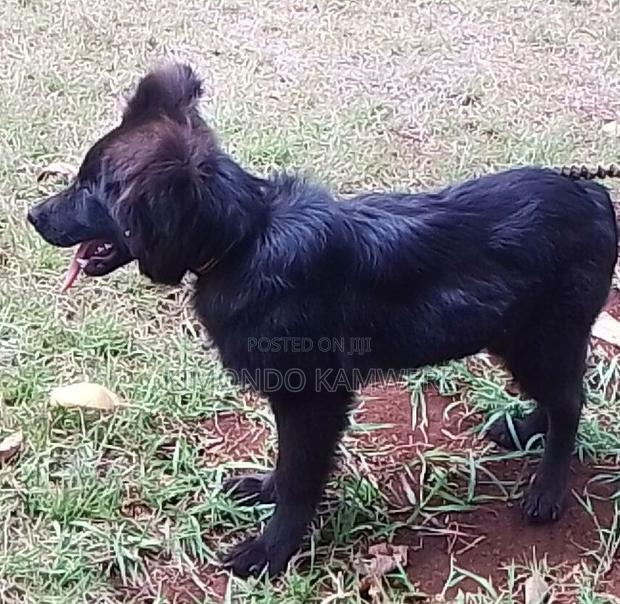 6-12 months Male Purebred German Shepherd