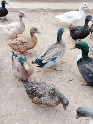 Mature Ducks