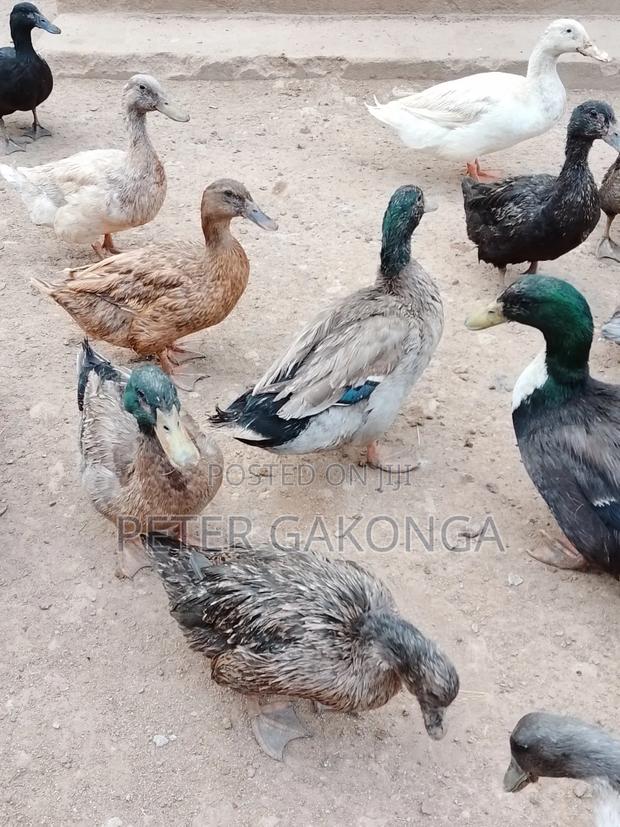 Mature Ducks - main view