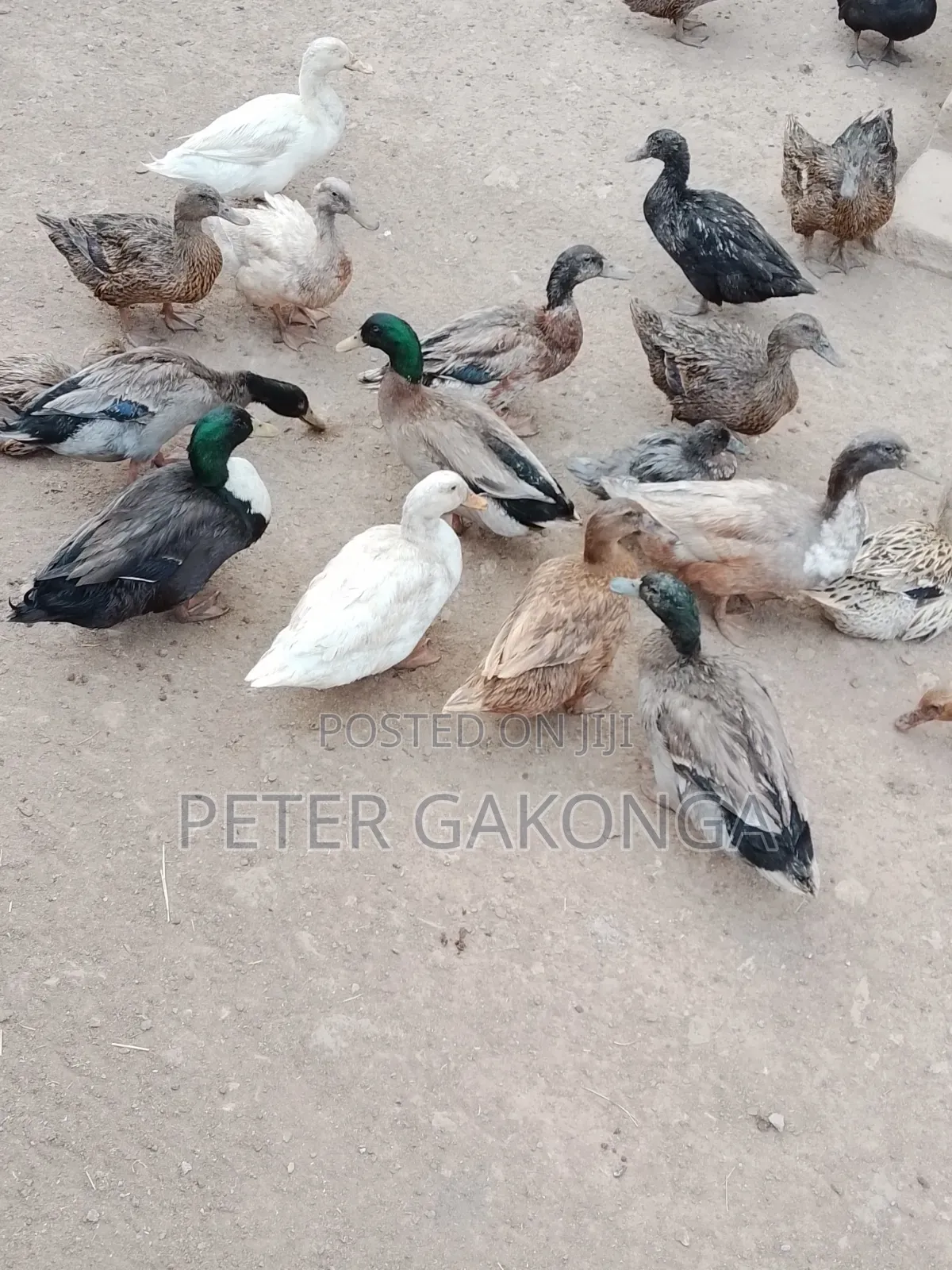 Mature Ducks