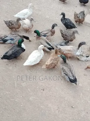 Mature Ducks