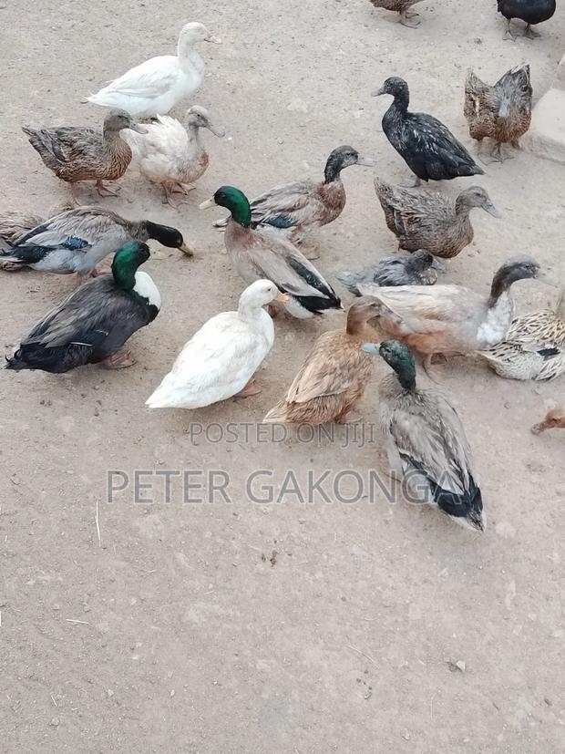 Mature Ducks - thumbnail 2