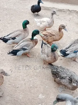 Mature Ducks