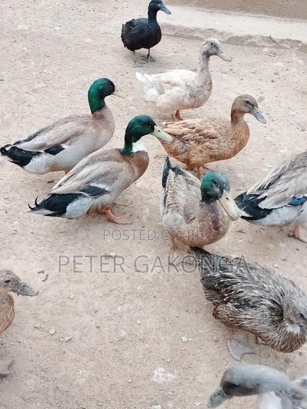 Mature Ducks - thumbnail 3