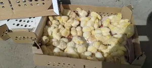 Chicken and Eggs