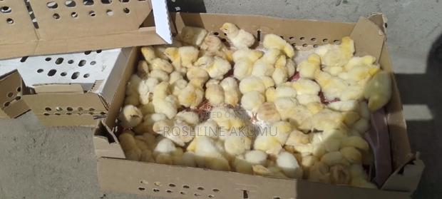 Chicken and Eggs - main view