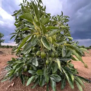 Big Size Hass Avocado Seedlings