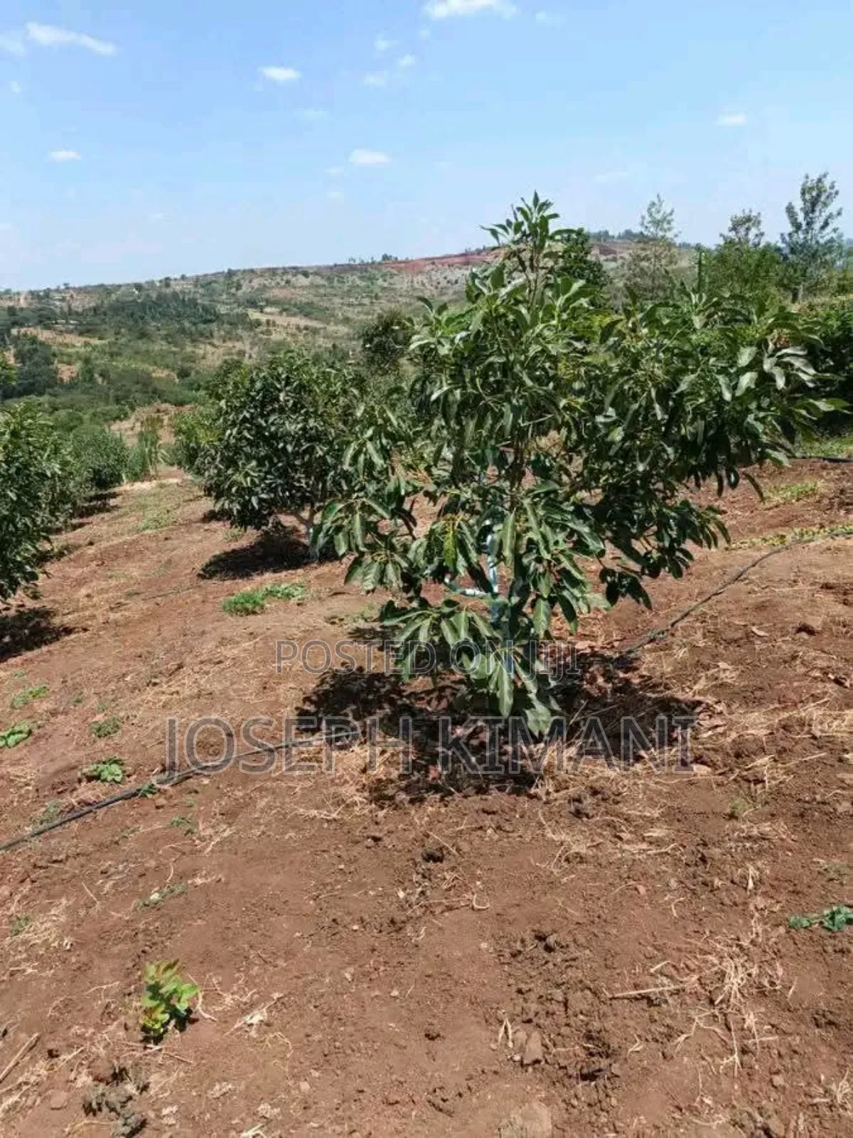 Big Size Hass Avocado Seedlings