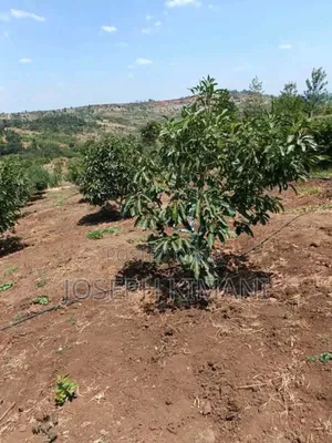 Big Size Hass Avocado Seedlings