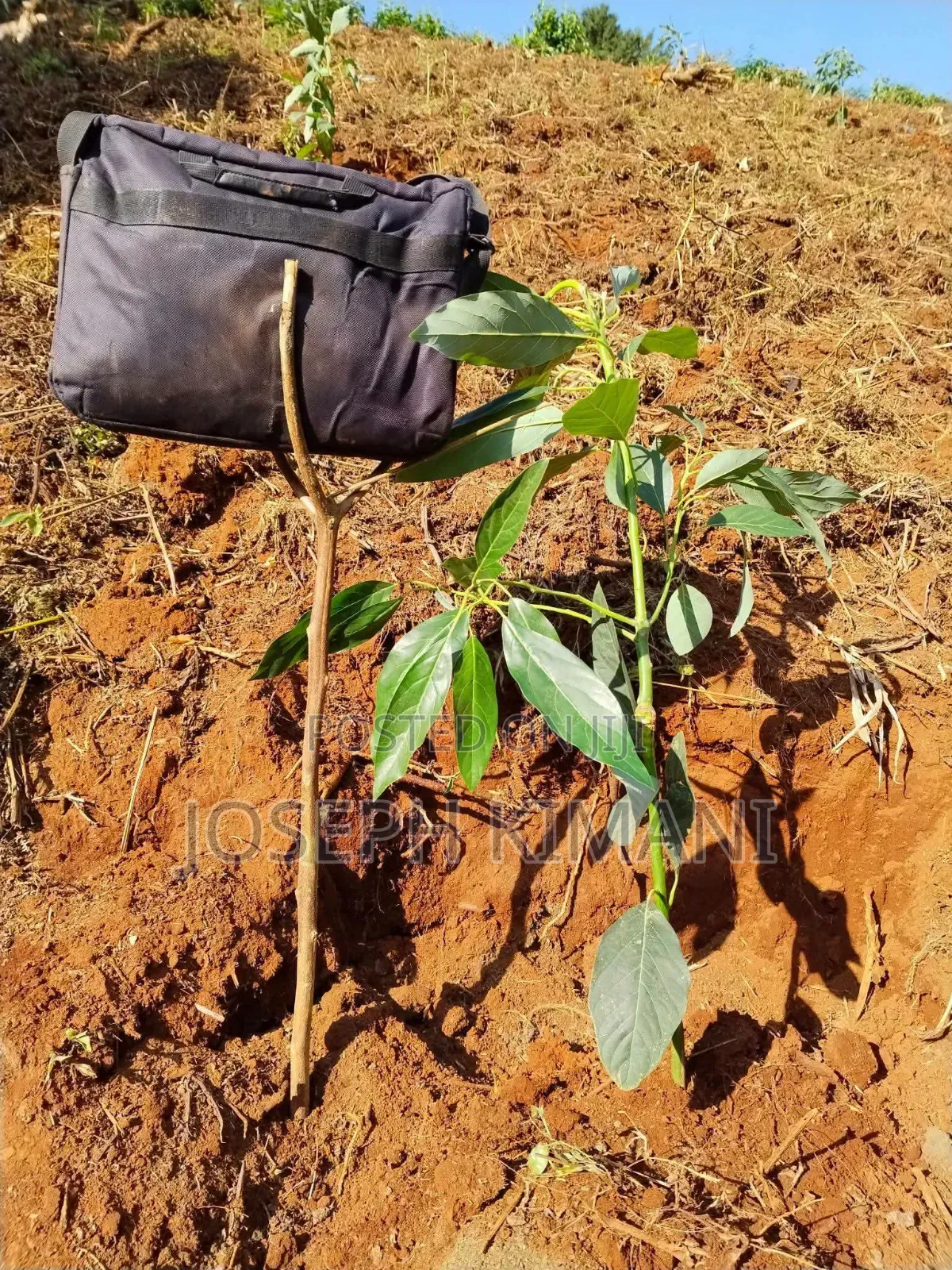 Big Size Hass Avocado Seedlings