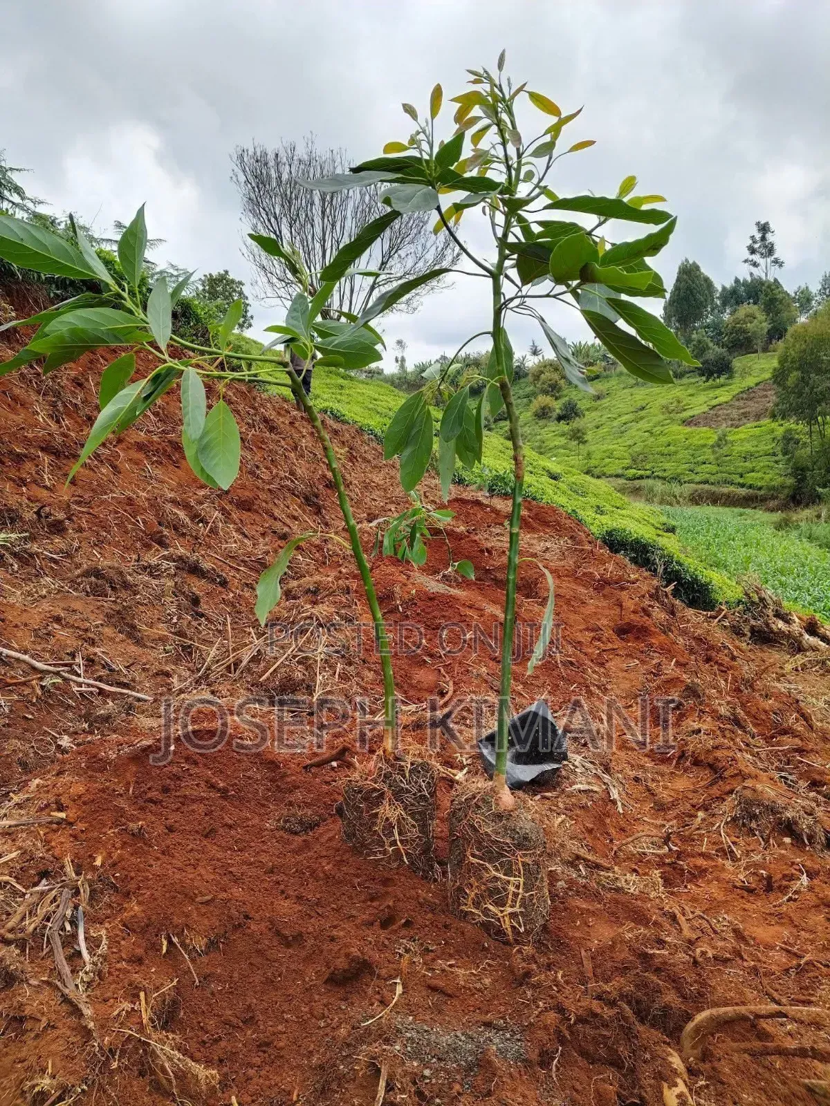Big Size Hass Avocado Seedlings