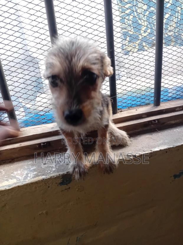 1-3 months Female Mixed Breed Havanese