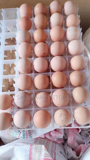 Fertilized Guinea Fowl Eggs (Locally Known in Kenya as Kanga Eggs)
