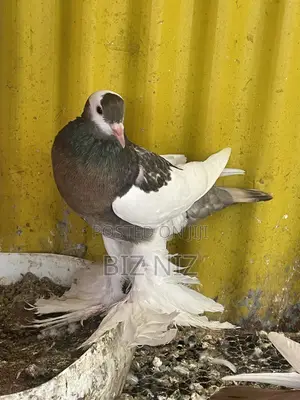 Reverse Wing Pouters