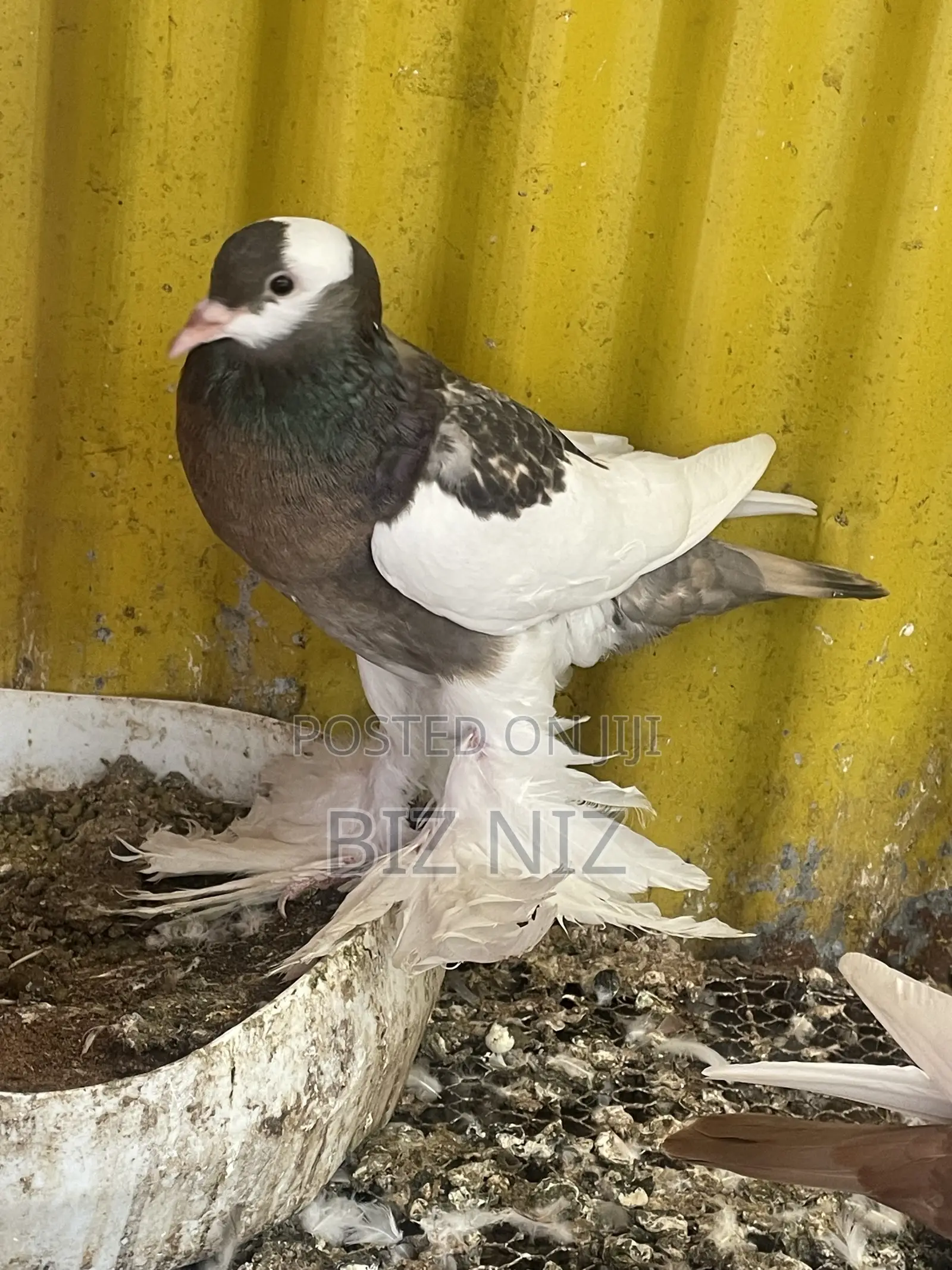 Reverse Wing Pouters