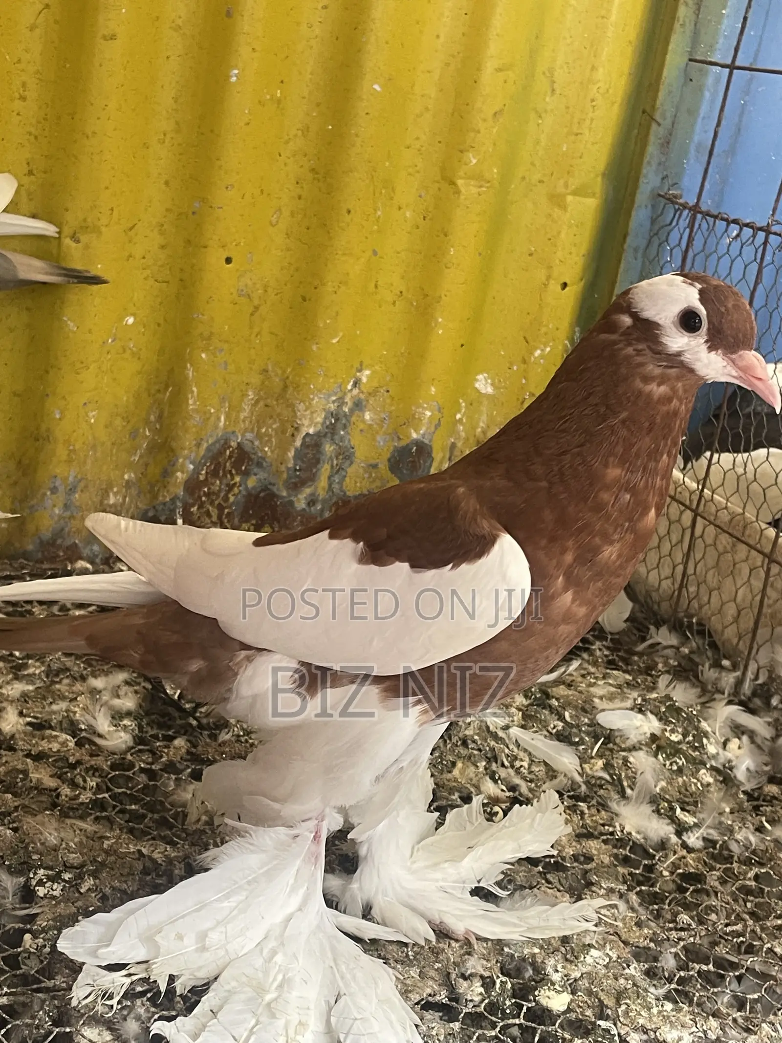 Reverse Wing Pouters