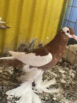 Reverse Wing Pouters