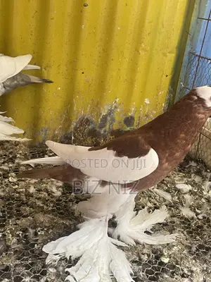Reverse Wing Pouters
