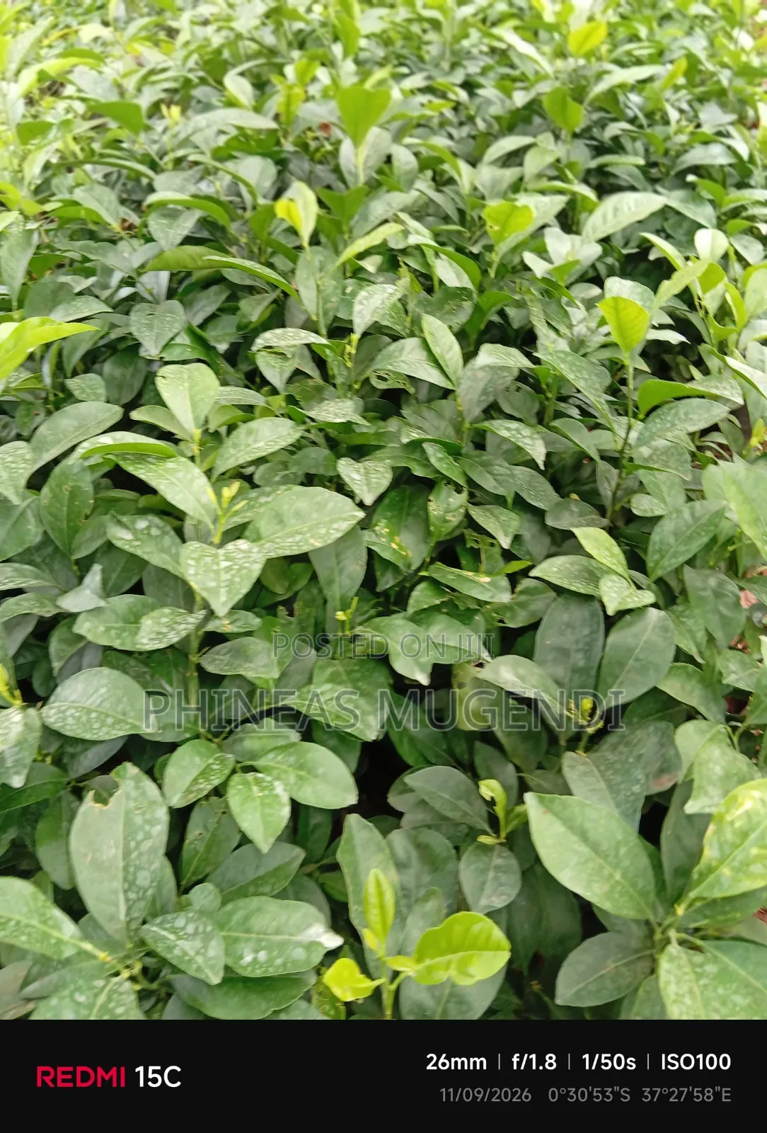 Lemon Seedling