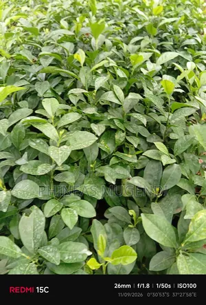 Lemon Seedling