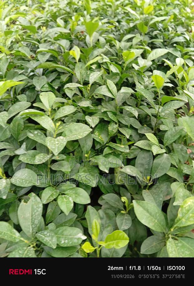 Lemon Seedling