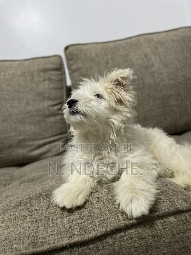3-6 months Male Purebred Maltese