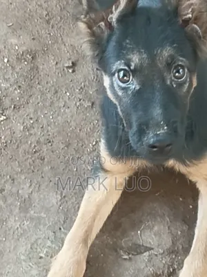 3-6 months Female Purebred German Shepherd