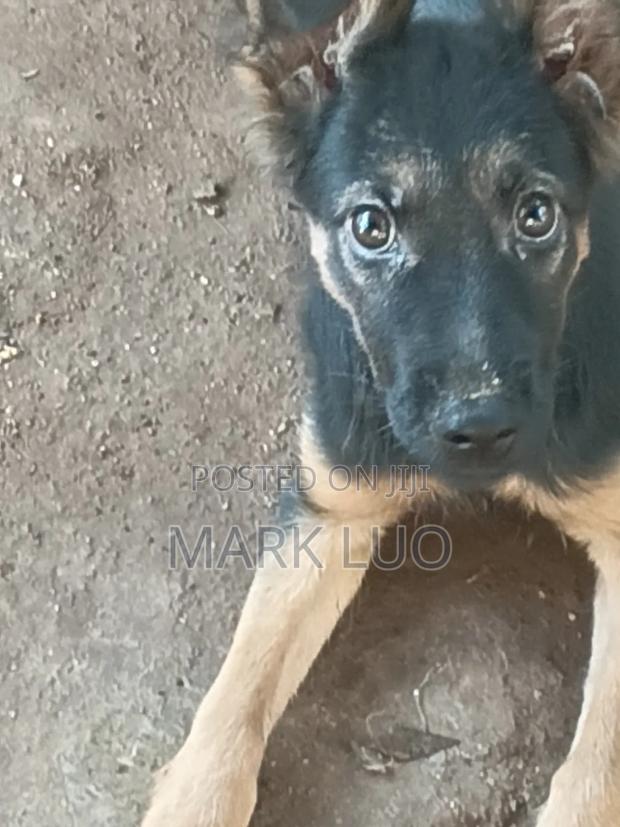 3-6 months Female Purebred German Shepherd