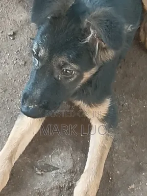 3-6 months Female Purebred German Shepherd