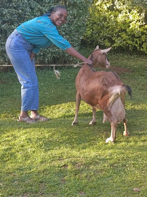 Kamuruana Dairy Goats