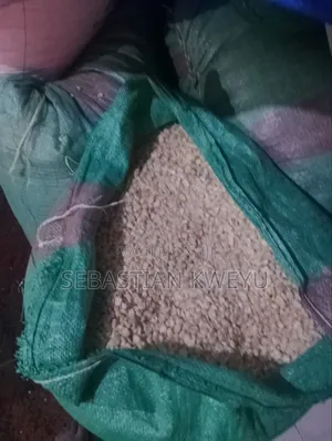 Dry Maize for Sale