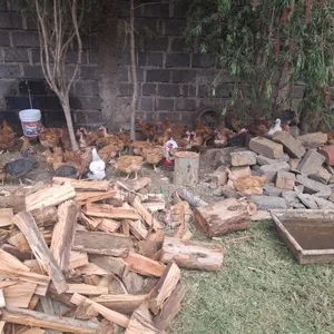 Cchicken for Sale