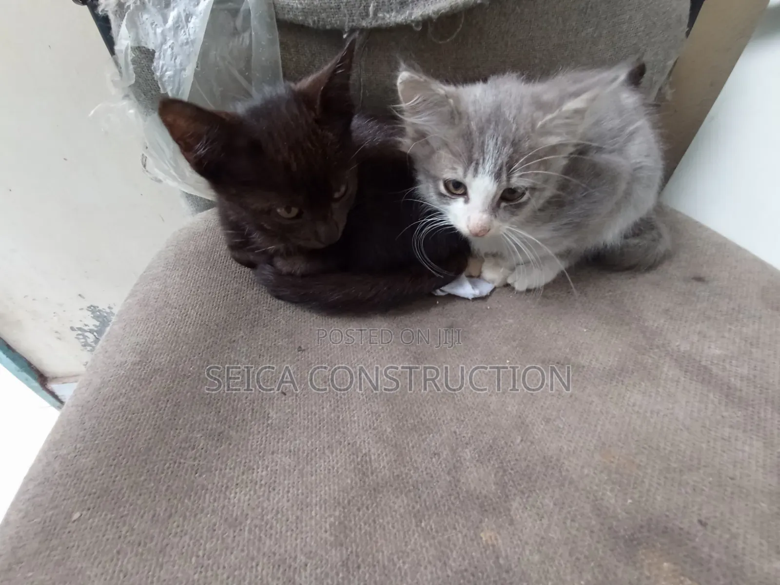 1-3 months Male Mixed Breed Cat