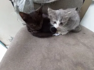 1-3 months Male Mixed Breed Cat