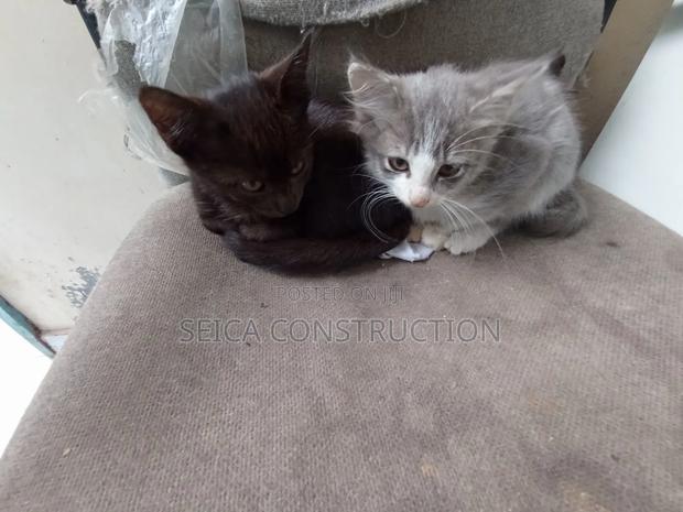 1-3 months Male Mixed Breed Cat