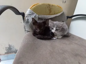 1-3 months Male Mixed Breed Cat
