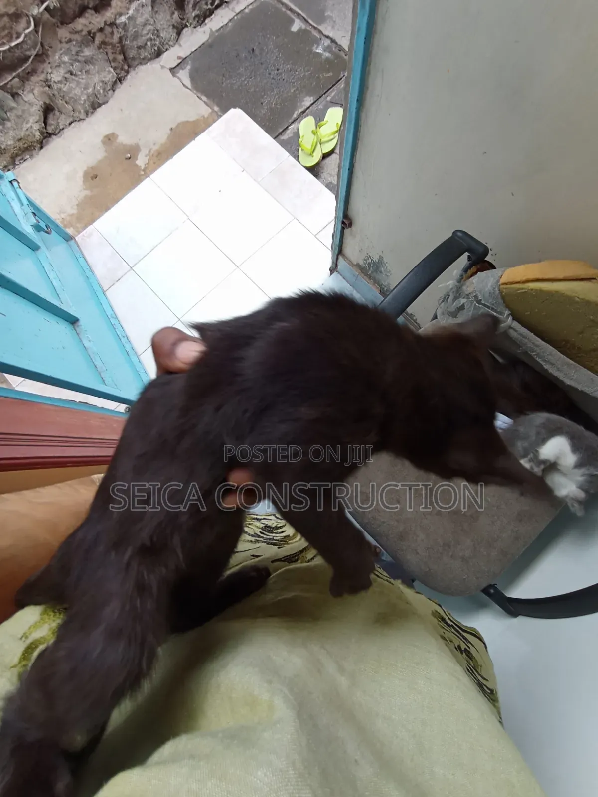 1-3 months Male Mixed Breed Cat