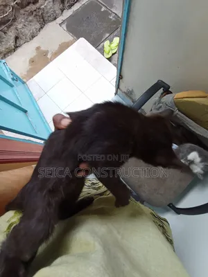 1-3 months Male Mixed Breed Cat