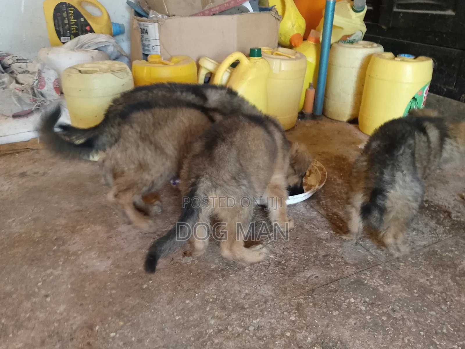 1-3 months Female Purebred German Shepherd