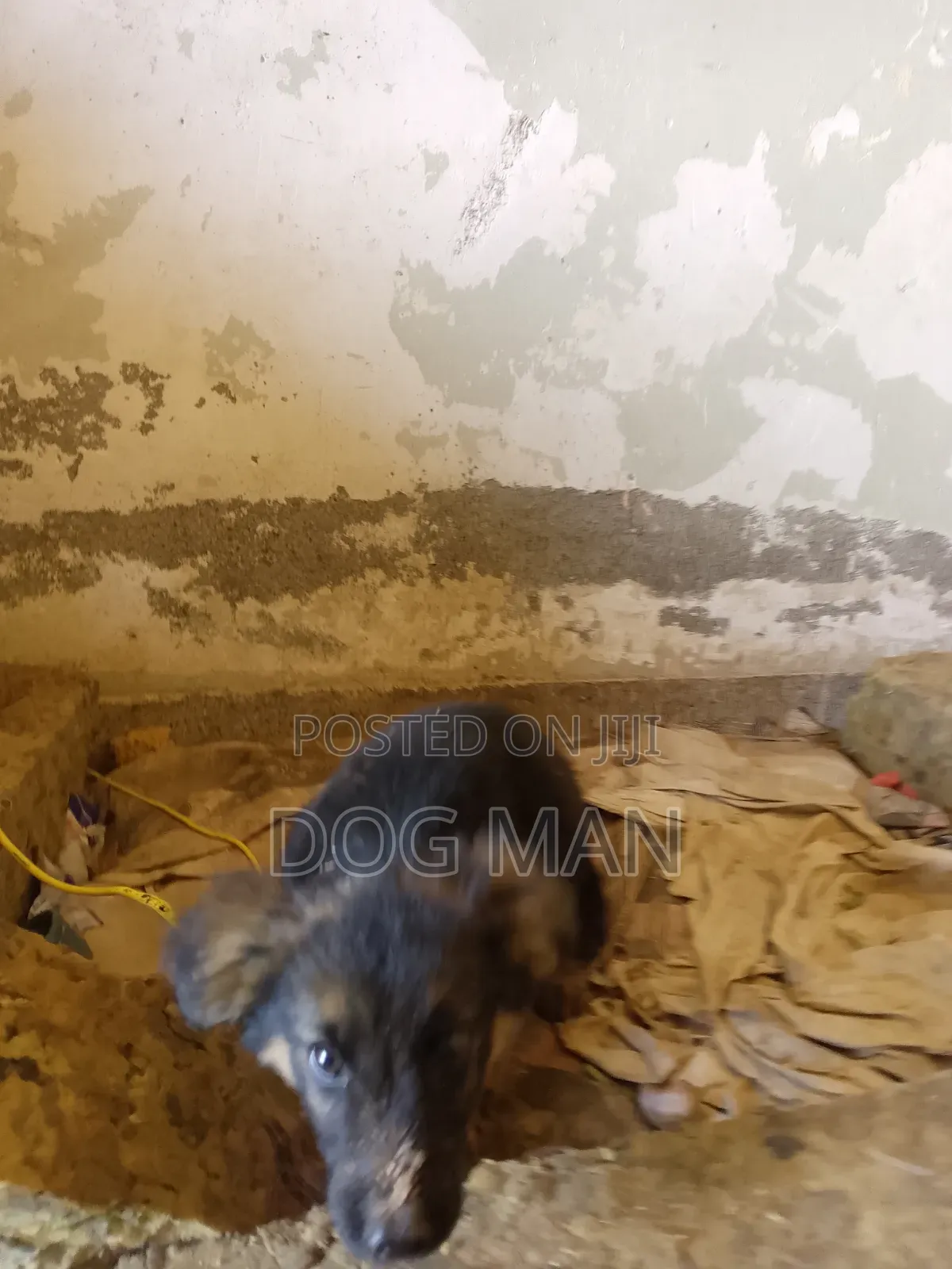 1-3 months Female Purebred German Shepherd