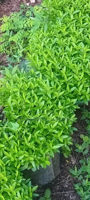 Kaiyaba Seedlings Aka Kei Apple Seedlings