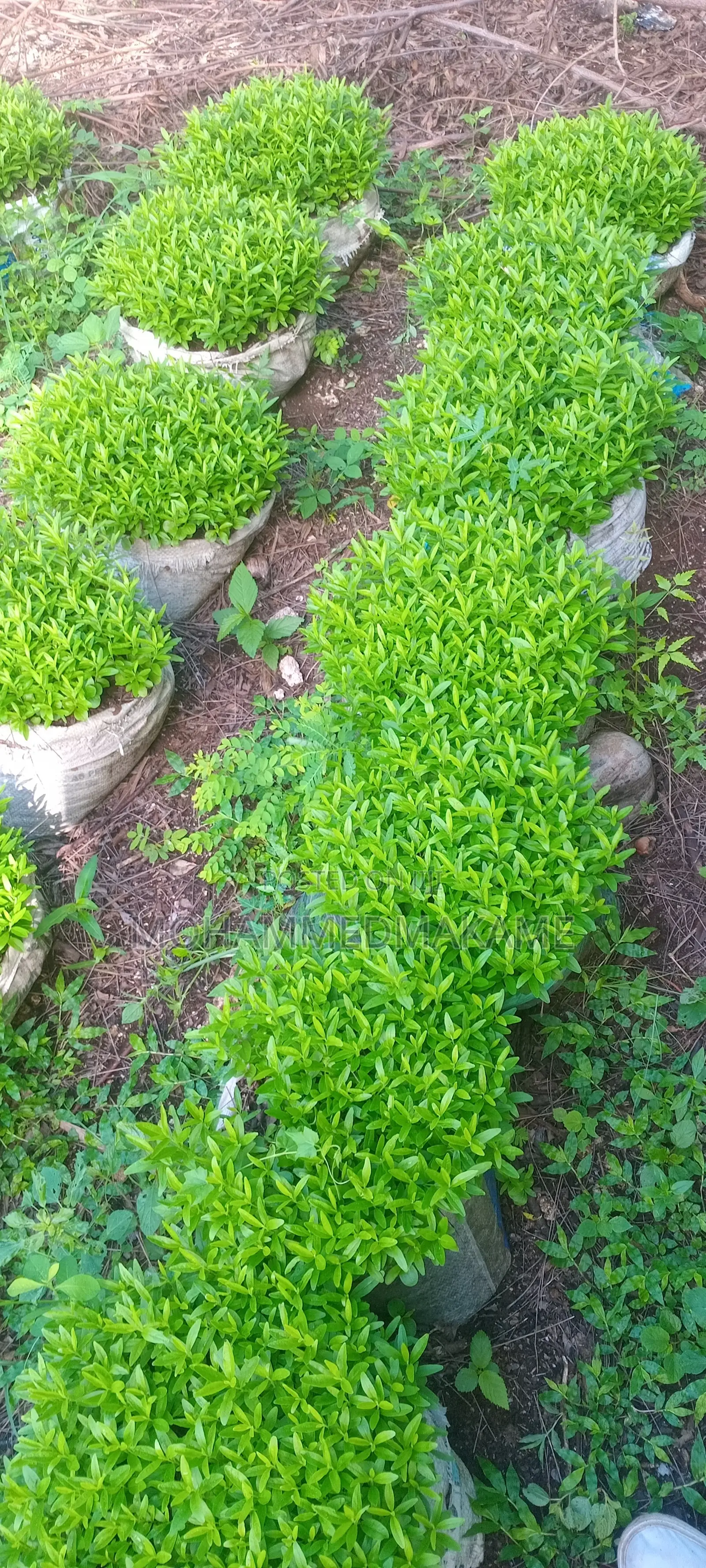 Kaiyaba Seedlings Aka Kei Apple Seedlings