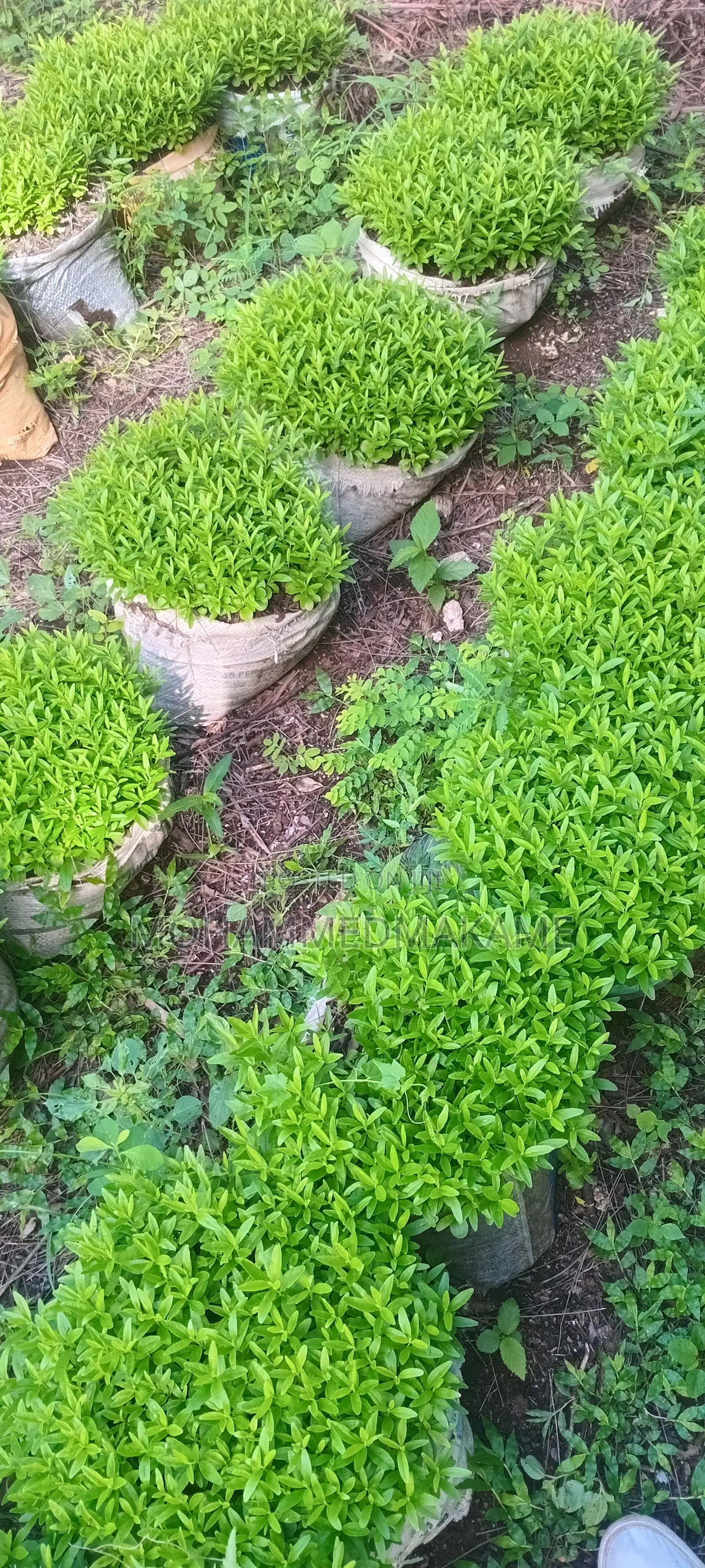 Kaiyaba Seedlings Aka Kei Apple Seedlings