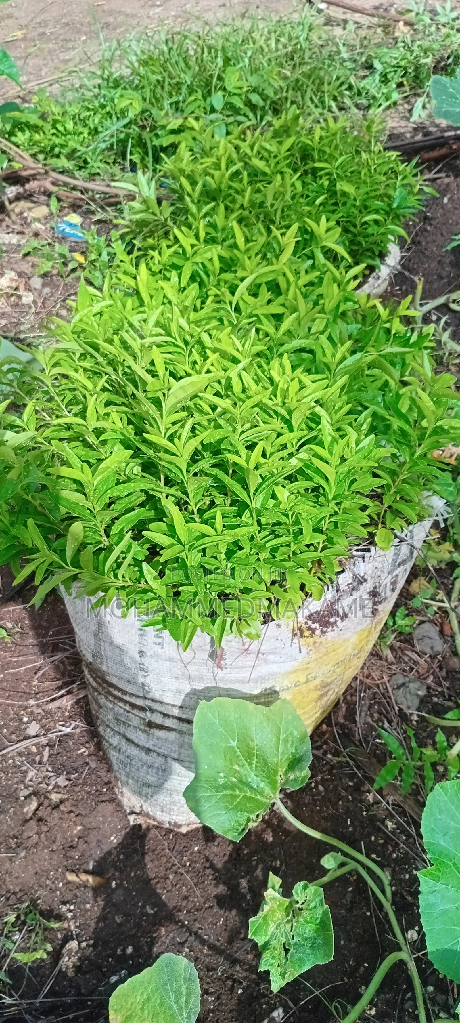 Kaiyaba Seedlings Aka Kei Apple Seedlings
