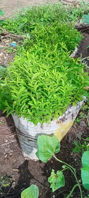 Kaiyaba Seedlings Aka Kei Apple Seedlings