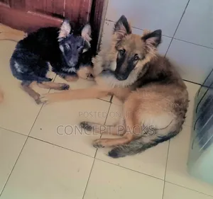 6-12 months Female Purebred German Shepherd