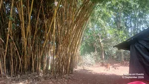 Bamboo Trees for Sale