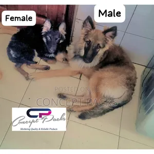 6-12 months Female Purebred German Shepherd
